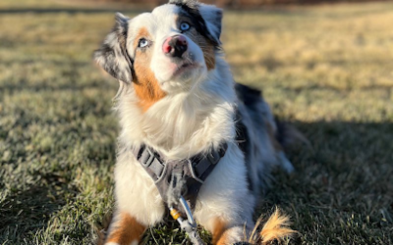 Paws At Home - Pet Sitting & Dog Walking — Pet sitter in Fort Collins
