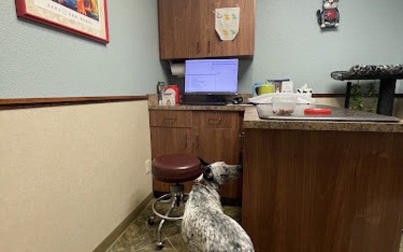 Pet Wellness Clinic LLC — Veterinarian in Fort Collins