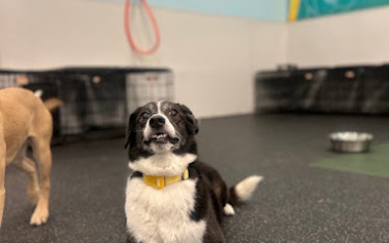 Dogtopia of Fort Lauderdale - Downtown — Kennel in Fort Lauderdale