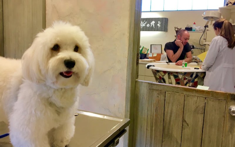 Gentle Care Animal Hospital — Veterinarian in Fort Lauderdale