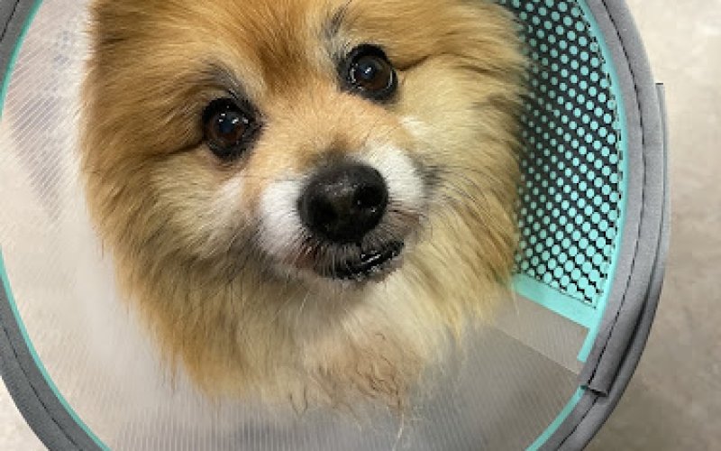 Pet Surgery Center of Fort Lauderdale — Veterinarian in Fort Lauderdale