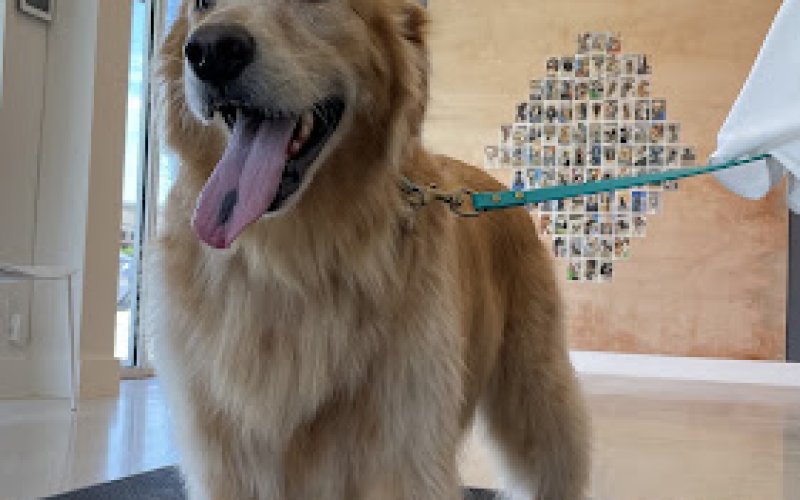 petbar Boutique - Fort Lauderdale — Pet groomer in Fort Lauderdale