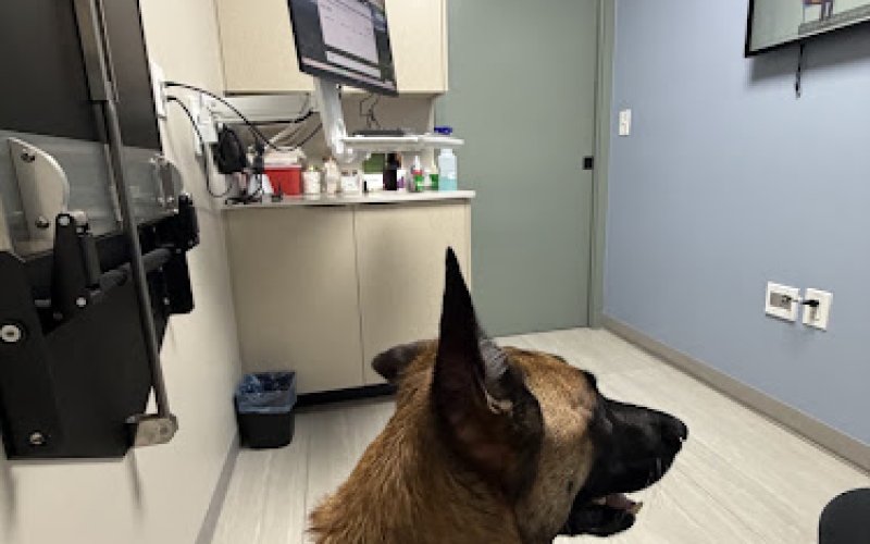 Premier Pet Care Animal Hospital — Veterinarian in Fort Lauderdale