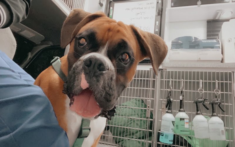 Premium Vet Care - Mobile Animal Hospital — Veterinarian in Fort Lauderdale