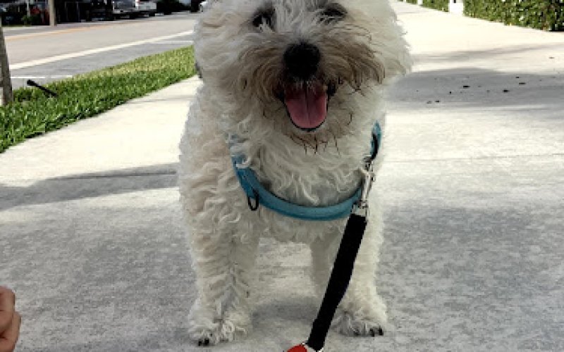 Sitter4Paws - Fort Lauderdale — Pet sitter in Fort Lauderdale