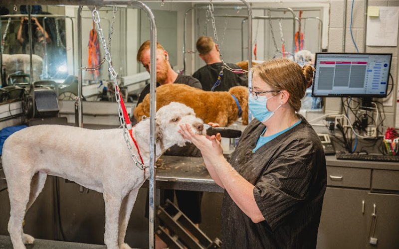 A-Animal Clinic & Boarding Kennel