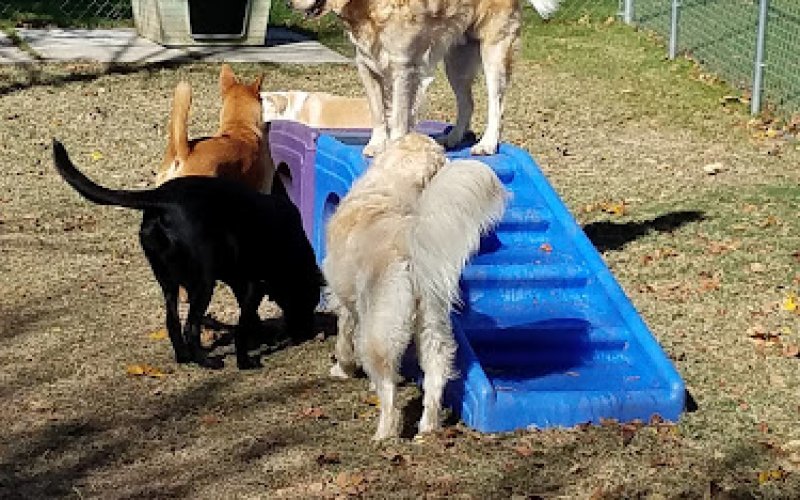 Resort For Pets at Eagle Mountain Lake