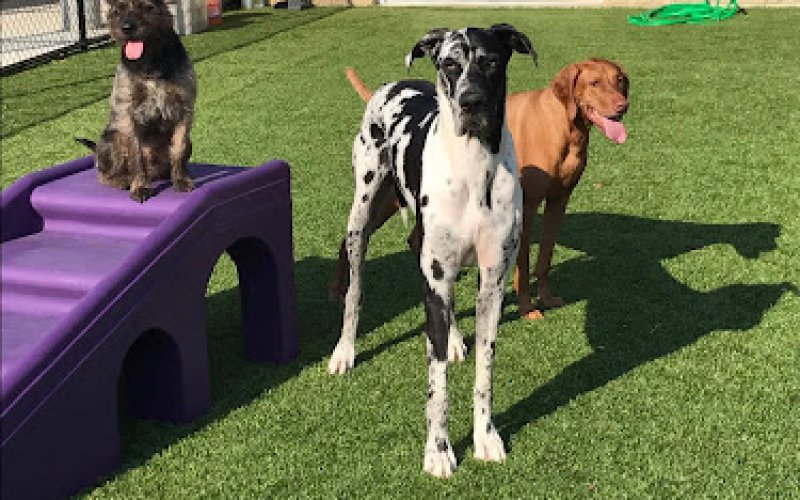 Resort for Pets Haslet