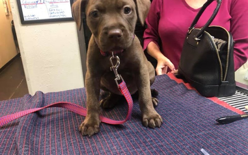 Texas Paw Care - Low Cost Pet Vaccinations