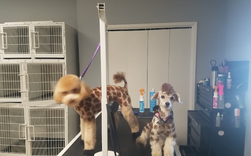 Brittney's Bark And Stay