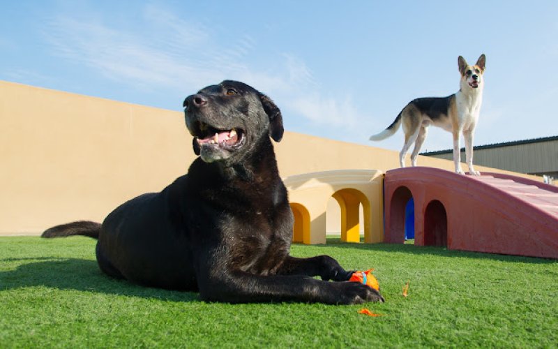 Elaine's Pet Resorts