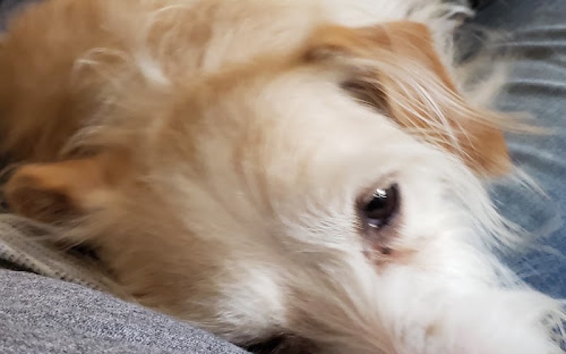 Animal Medical Clinic — Veterinarian in Fullerton