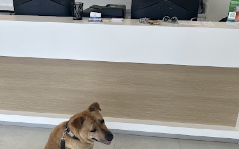 Fullerton Pet Clinic — Veterinarian in Fullerton