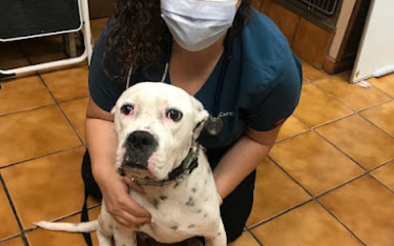 Fullerton Regional Veterinary Hospital — Veterinarian in Fullerton