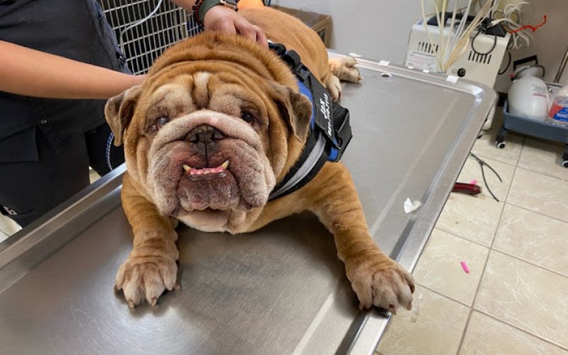 Jet's Pet Hospital — Veterinarian in Fullerton