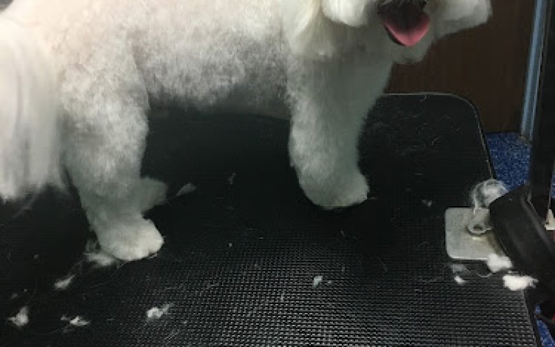 Noah's Ark Animal Hospital — Animal hospital in Fullerton