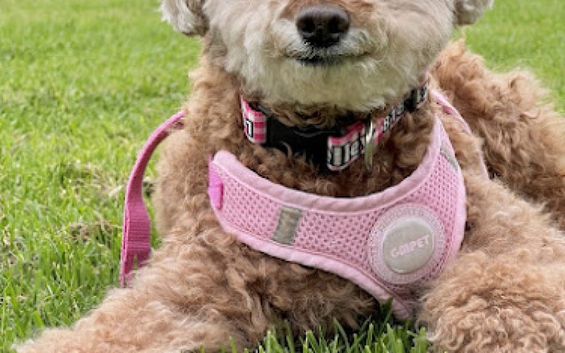Oasis Pet Clinic — Veterinarian in Fullerton