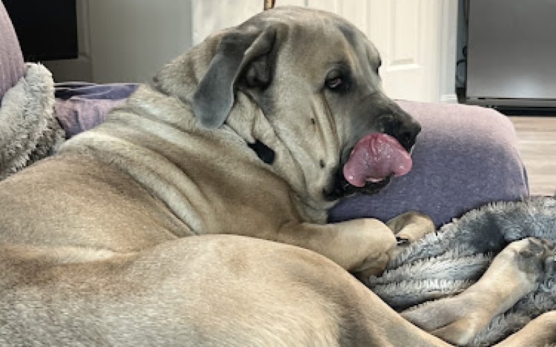 Orange County Emergency Pet Clinic — Emergency veterinarian service in Fullerton