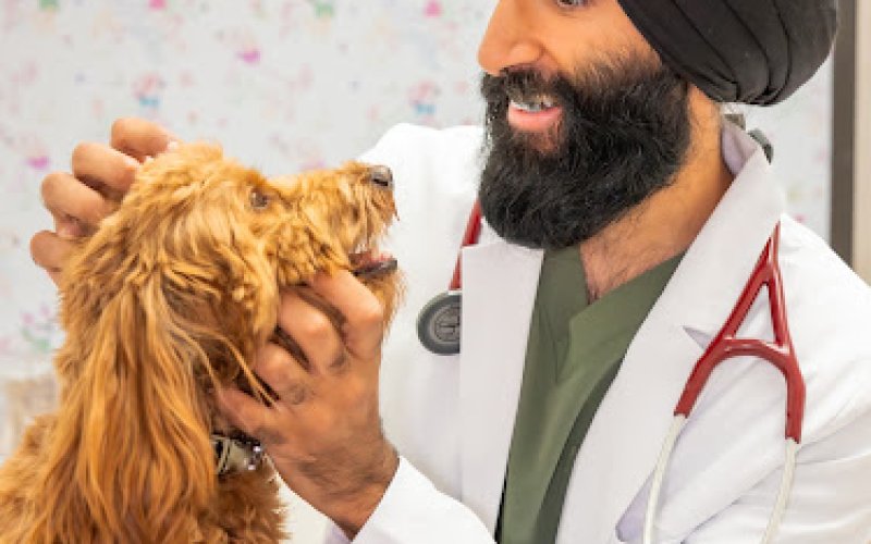 Sahara Animal Hospital — Veterinarian in Fullerton