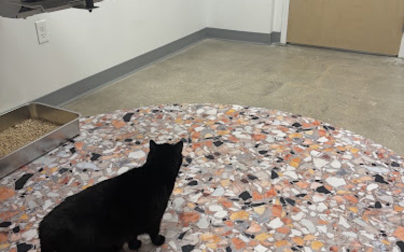 All Cats HealthCare Clinic