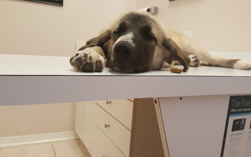 All Creatures Family Pet Center