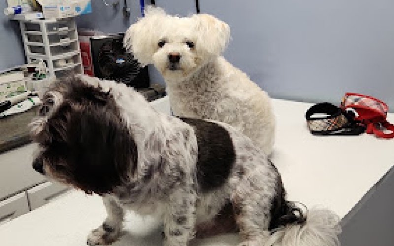 Brookhaven Pet Hospital