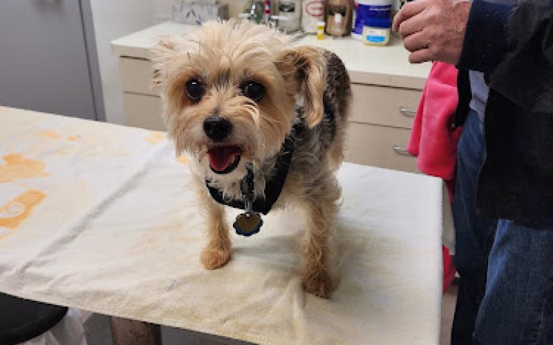 Club Hill Animal Clinic