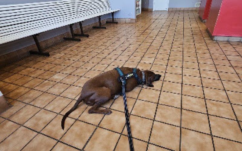 Cactus Pet Hospital LLC