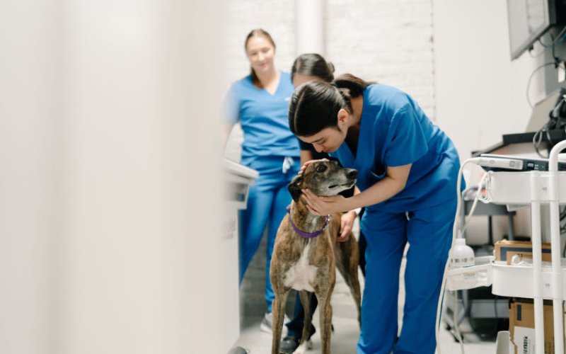 GoodVets Glendale