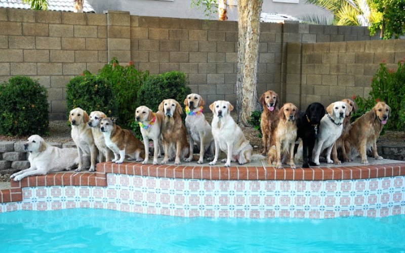 Lovet Pet Health Care - Arrow