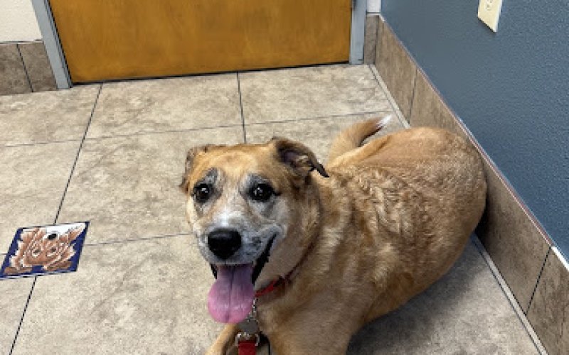 Lovet Pet Health Care - Arrowhead Ranch