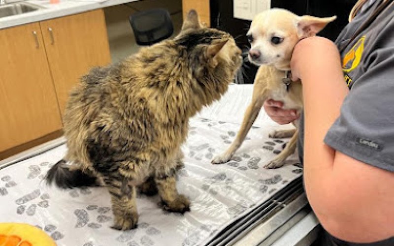 Pet Life Veterinary Clinic