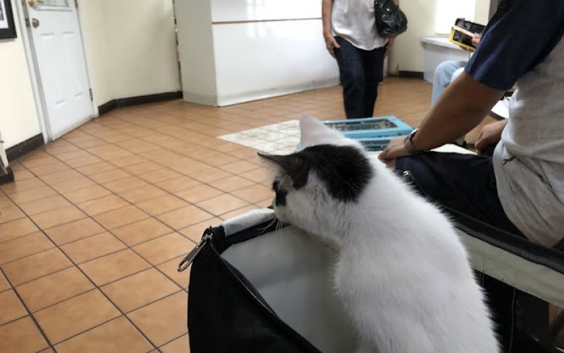 Angelus Pet Hospital