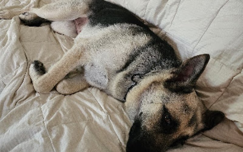 Best care pet clinic