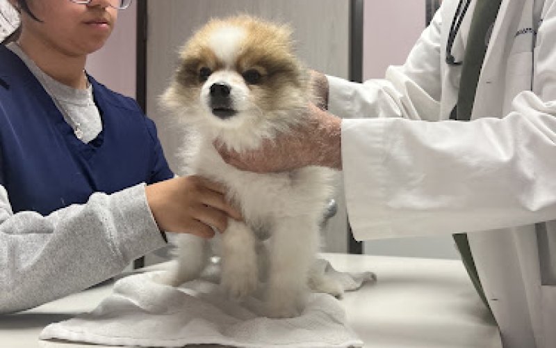Glendale Small Animal Hospital