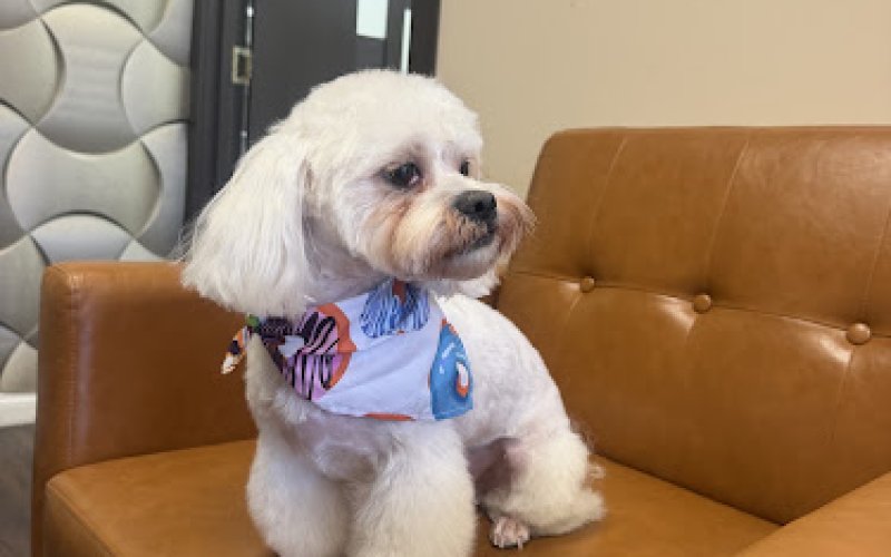 Pets Fifth Avenue - Luxury Grooming & Boutique