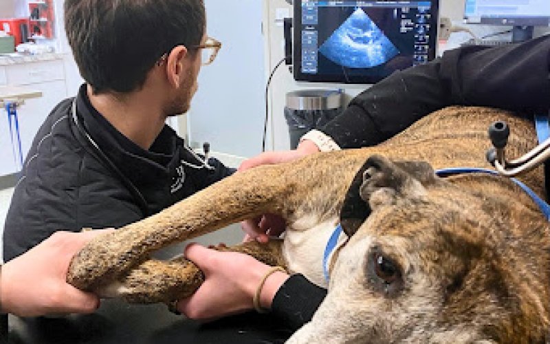 Family Friends Veterinary Hospital — Veterinarian in Grand Rapids