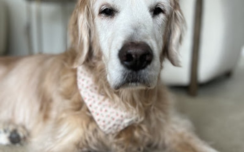 Heaven At Home Pet Hospice — Veterinarian in Grand Rapids