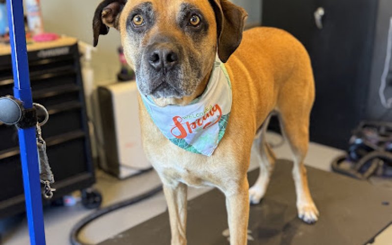 Pet Villa — Dog day care center in Grand Rapids