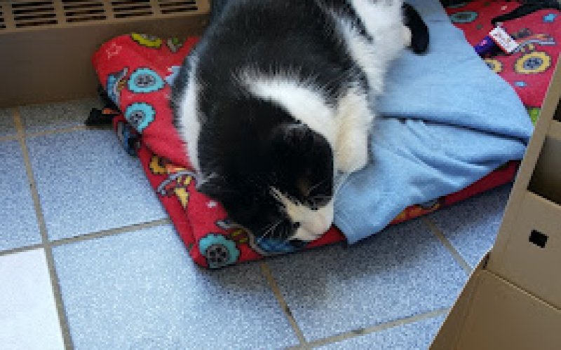 Plymouth Road Animal Clinic — Veterinarian in Grand Rapids