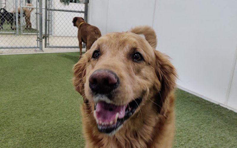 Whiskers Resort & Pet Spa — Pet boarding service in Grand Rapids