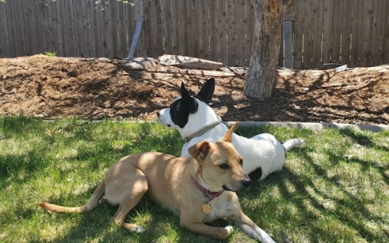Alek K. Pet Sitting