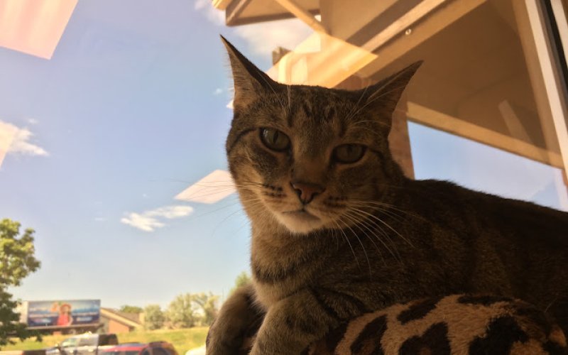 Edwards Veterinary Care