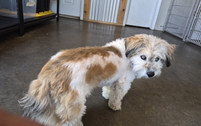 Lala's Paws Doggie Daycare and Boarding