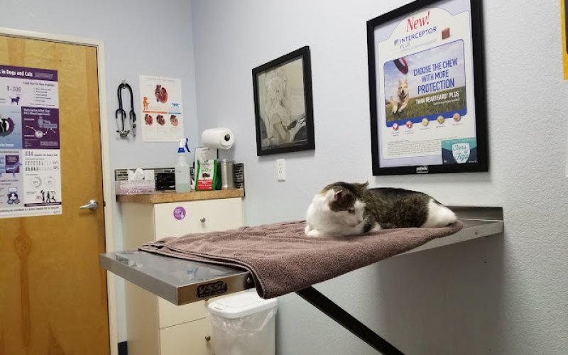 St. Michaels Companion Animal Hospital