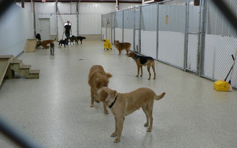 Circle Kennel Club