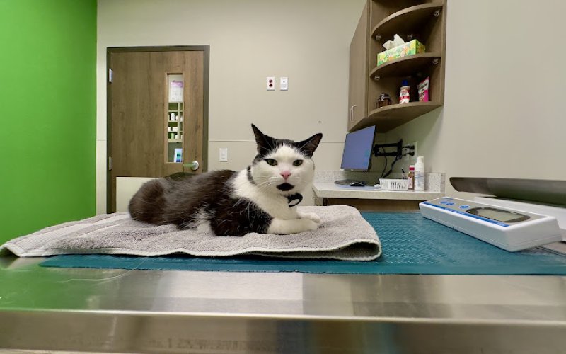 Gentle Vet Animal Hospital