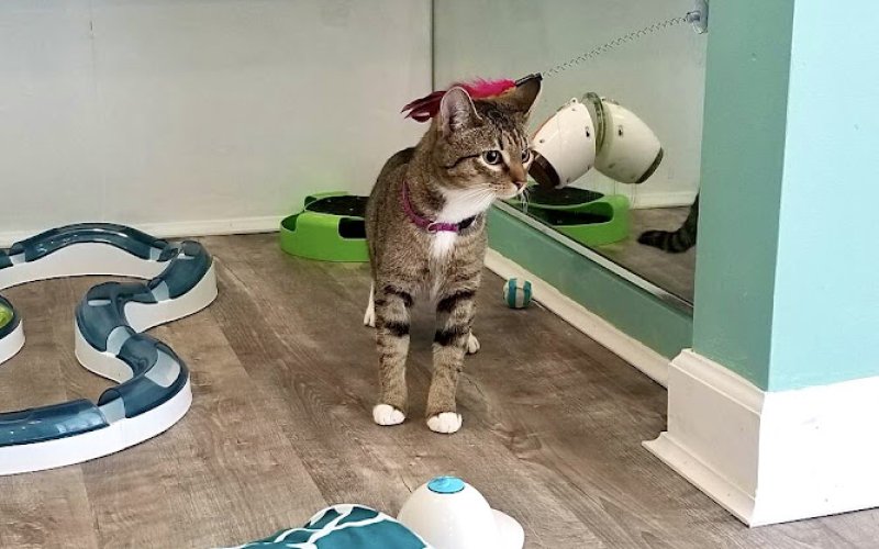 Purr Life Luxury Cat Resort & Grooming: Greensboro