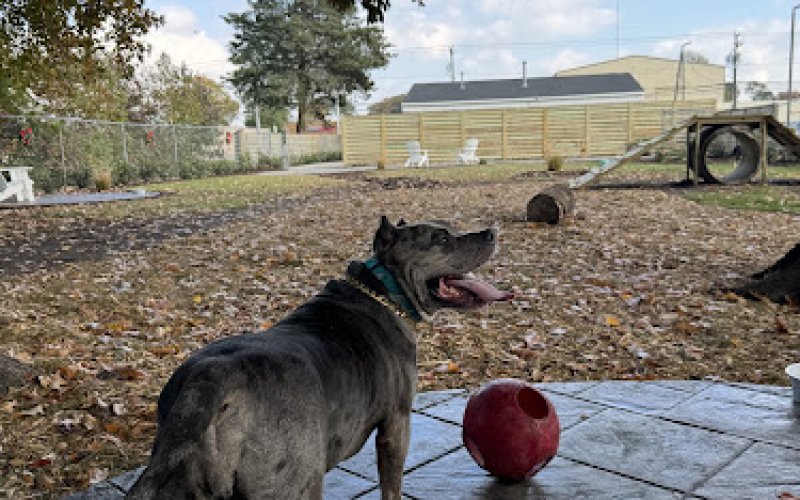 Cowboys dog ranch