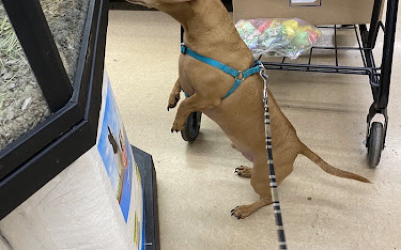 Petco